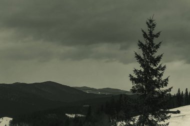 köknar ağaçları ve dağlarıyla güzel kış manzarası