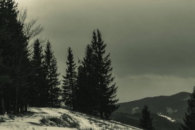 Kar kaplı ağaçların dikey görüntüsü - kaplamalı arkaplan