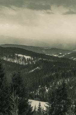 Landscapes, Forest, Carpathians, Photos of nature -Black and white photos, monochrome photos - Europe, Eastern Europe
