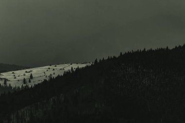 Siyah beyaz kar - ağaçlarla kaplı