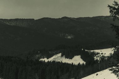 Karpat dağlarının, kışın karla kaplı ağaçlarıyla çekilmiş siyah beyaz bir fotoğrafı.