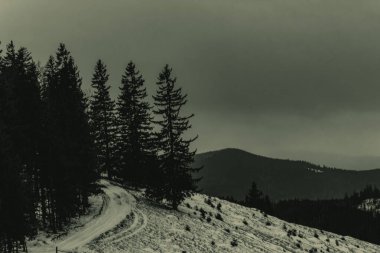 Güzel kış manzarası. Ağaçlar karla kaplı.