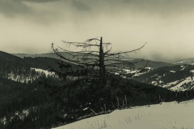 Karla kaplı bir ağacın dikey görüntüsü.