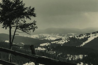 Düşük gri tonlu, çam ağaçlı bir dağa yakın çekim