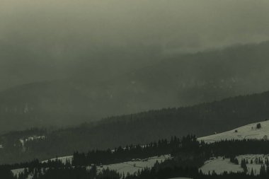 Landscapes, Forest, Carpathians, Photos of nature -Black and white photos, monochrome photos - Europe, Eastern Europe