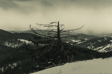 Kar ve ağaçlarla kaplı kış manzarası