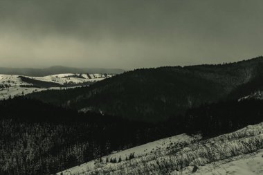 Landscapes, Forest, Carpathians, Photos of nature -Black and white photos, monochrome photos - Europe, Eastern Europe