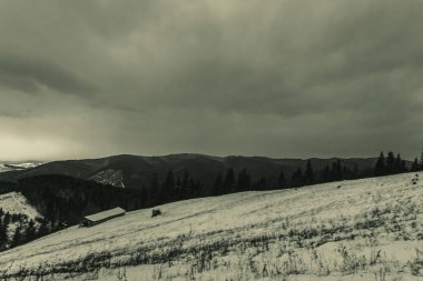 Landscapes, Forest, Carpathians, Photos of nature -Black and white photos, monochrome photos - Europe, Eastern Europe