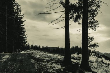 Ormanın güzel manzarası