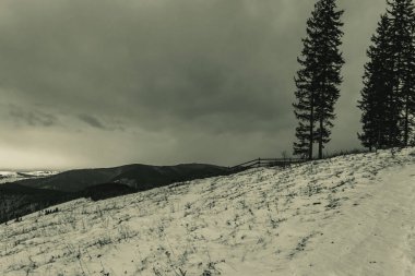 Güzel kış dağları karla kaplı bir köknar ağacıyla kaplı. Karpatlar, Ukrayna, Avrupa.