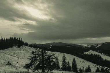 Karpat Dağları. Akşamları karla kaplı ormanlı kış manzarası. siyah - beyaz fotoğraf