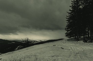 Karla kaplı bir sürü ağaç ve bulutlu bir gökyüzüyle güzel bir kış manzarası. Kış Karpatları, Ukrayna, Avrupa.