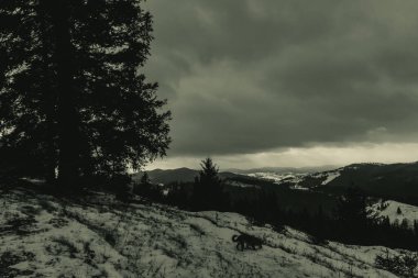Ormandaki güzel dağ manzarası