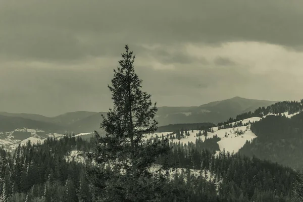 Ormandaki karlı bir arazinin güzel bir görüntüsü