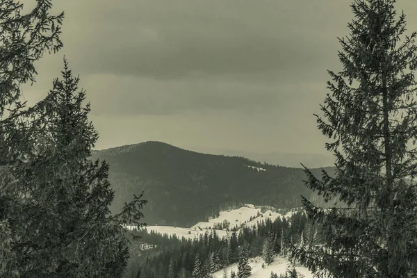 Arka planda ağaçlar olan kış ormanı