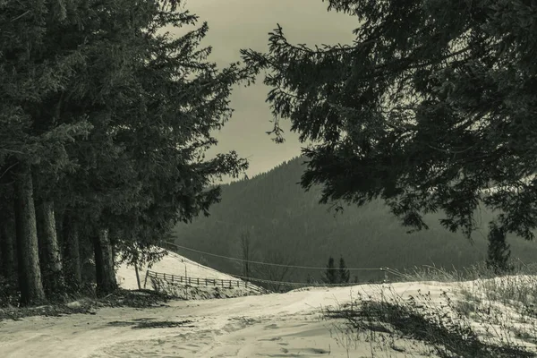 Dağlarda karlı ağaçlar olan güzel kış manzarası.