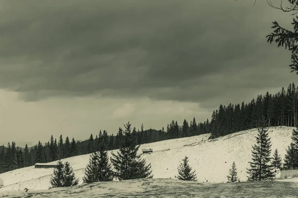 Karla kaplı ağaçlarla kaplı kış manzarası