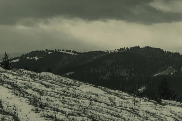 Siyah ve beyaz kış manzarası. Karpat Dağları. ukraine.