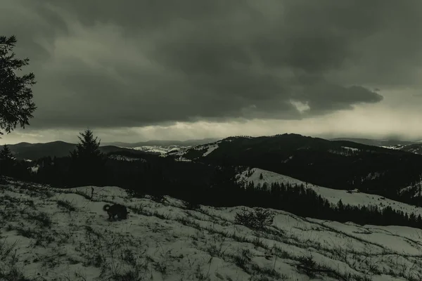 Güzel bir kış manzarasının alçak açılı çekimi. Arkasında bir dağ ve bir ağaç var.