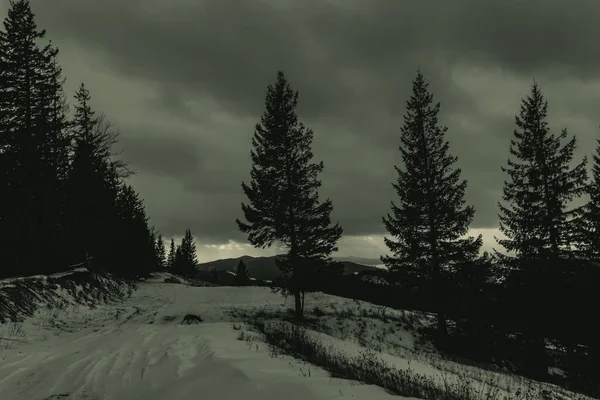 Karlı güzel kış ormanı