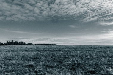 kasvetli bir gökyüzünün altındaki çimlerle gri tonda bir çekim.