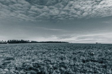 Çimen tarlası ve bulutlu gökyüzü olan güzel bir manzara.