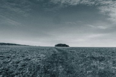 Sonbaharda tarlanın ortasında yapayalnız siyah ağaç