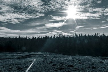 Finlandiya 'da karlı bir ormanın güzel bir görüntüsü.