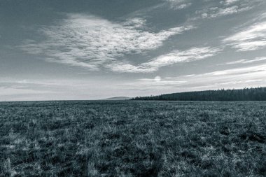 Landscapes, Forest, Carpathians, Photos of nature -Black and white photos, monochrome photos - Europe, Eastern Europe