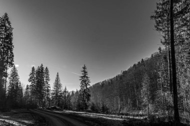 Dağlardaki ormana giden güzel bir yol manzarası.