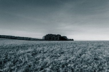 Landscapes, Forest, Carpathians, Photos of nature -Black and white photos, monochrome photos - Europe, Eastern Europe