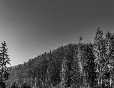 siyah ve beyaz manzara. Karpat Dağları, Ukrayna.