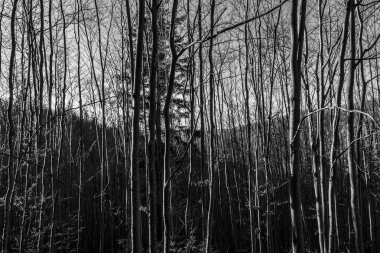 Ormandaki genç bir adamın siyah beyaz fotoğrafı.