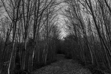 Sonbaharda bir ormanın siyah beyaz fotoğrafı