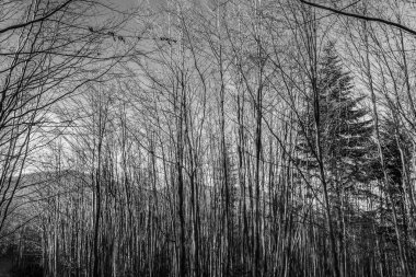 Dağlardaki güzel kış ormanı manzarası