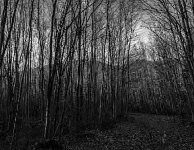 Dağlardaki ormanın güzel manzarası