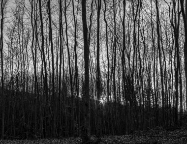 Ormandaki genç bir adamın siyah beyaz fotoğrafı.