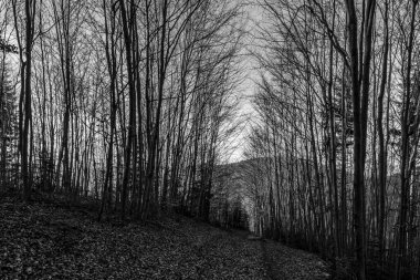 Ormanın siyah beyaz fotoğrafı.