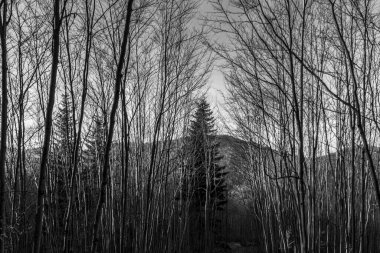 Karpatlar 'daki Kara Orman