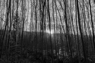 Ormandaki ağaçların siyah beyaz fotoğrafı