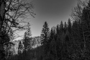 Dağlardaki bir ormanın siyah beyaz fotoğrafı