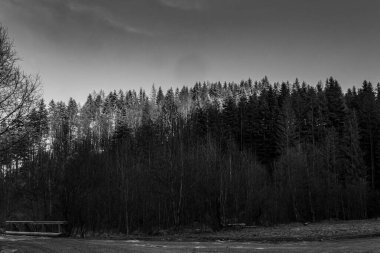Ormandaki ahşap bir yolun gri tonlu görüntüsü.