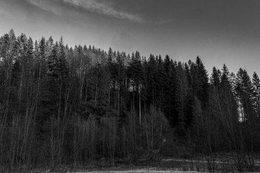 Kışın siyah beyaz orman manzarası