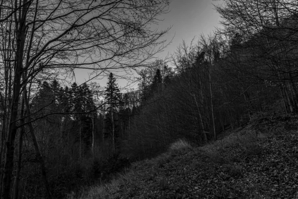 Siyah beyaz bir ormanın dikey görüntüsü.