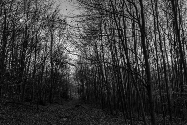 Ormandaki bir ağacın siyah beyaz fotoğrafı.