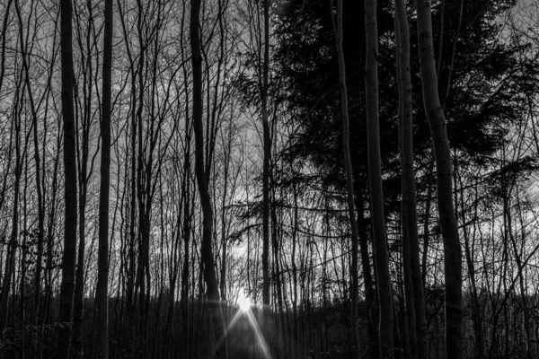 Ağaçları ve dalları olan karanlık bir orman. Doğa ve çevre kavramı