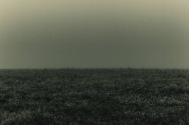 Gökyüzü ve tarlası olan sisli bir yer.