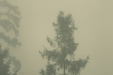 Ormanın güzel manzarası