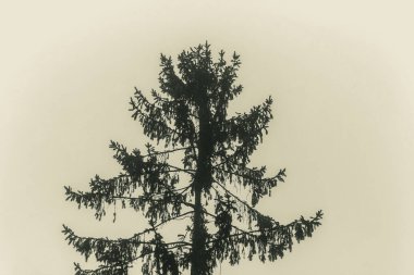 Ormanda ağaç dalları, doğa ve