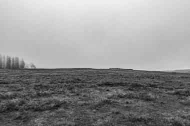 Arka planda ağaçlar olan güzel bir tarla görüntüsü. Duvar kağıtları için mükemmel.